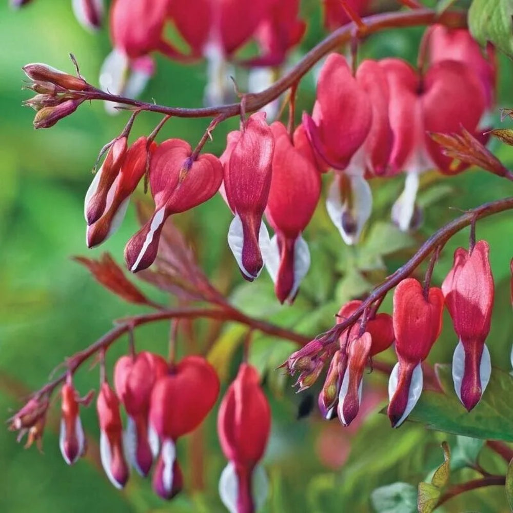 25 Valentine Bleeding Heart Dicentra Spectabilis Shade Flower Garden Perennial Seeds | www.seedsplantworld.com