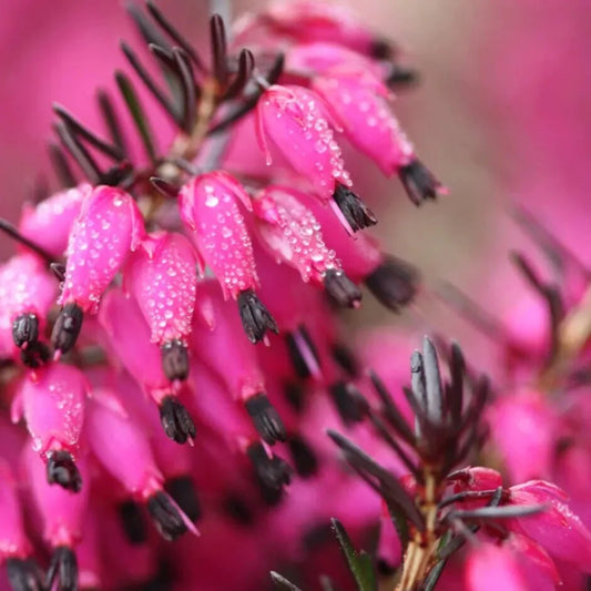 25 Bright Pink Bleeding Heart Dicentra Spectabilis Shade Flower Garden Perennial Seeds | www.seedsplantworld.com