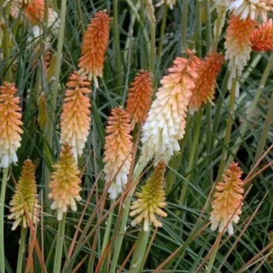 25 Echo Duo Torch Lily Hot Poker Flower Perennial Seeds | www.seedsplantworld.com