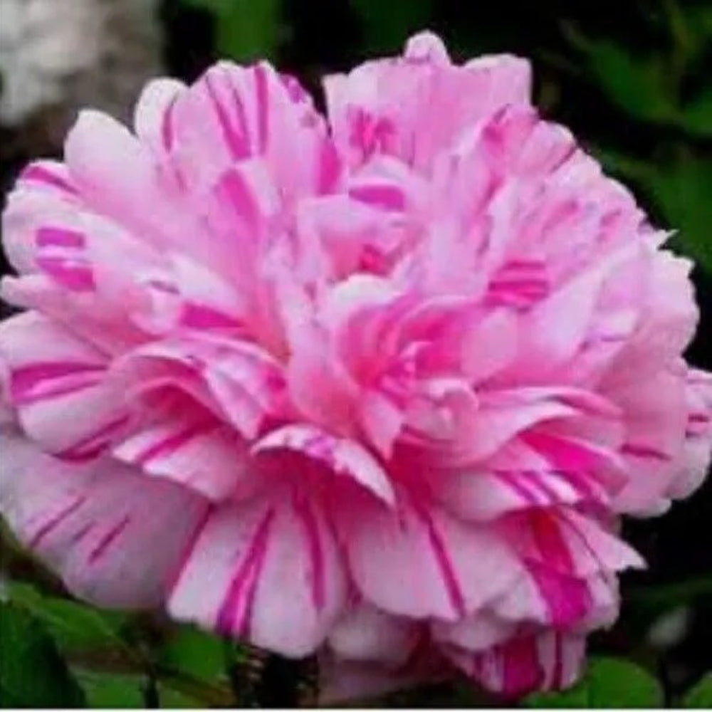 100 Double Light Pink White Moss Rose Flowers Perennial Seeds | www.seedsplantworld.com