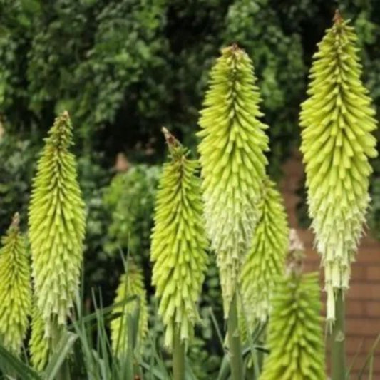 25 Percy's Pride Torch Lily Hot Poker Flower Perennial Seeds | www.seedsplantworld.com