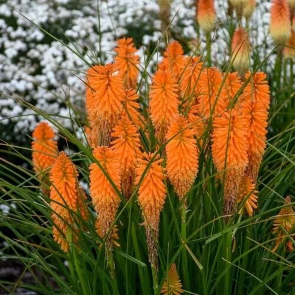 25 Orange Blazer Torch Lily Hot Poker Flower Perennial Seeds | www.seedsplantworld.com