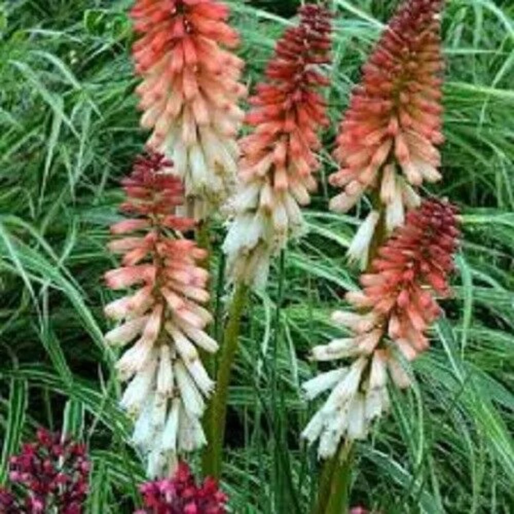 25 Orange Vanilla Torch Lily Hot Poker Flower Perennial Seeds | www.seedsplantworld.com