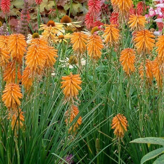 25 Poco Orange Torch Lily Hot Poker Flower Perennial Seeds | www.seedsplantworld.com