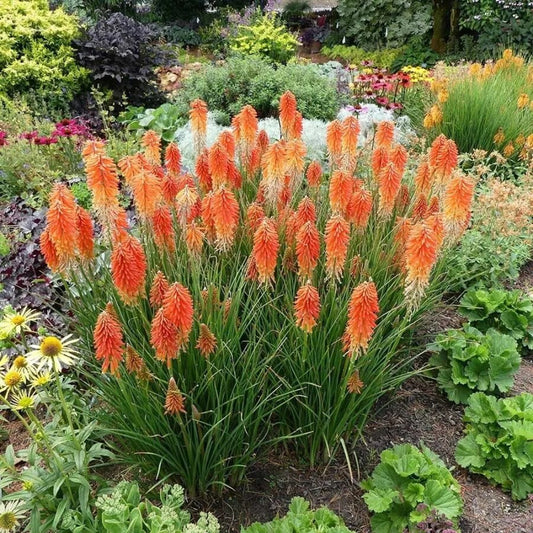 25 Poco Sunset Torch Lily Hot Poker Flower Perennial Seeds | www.seedsplantworld.com