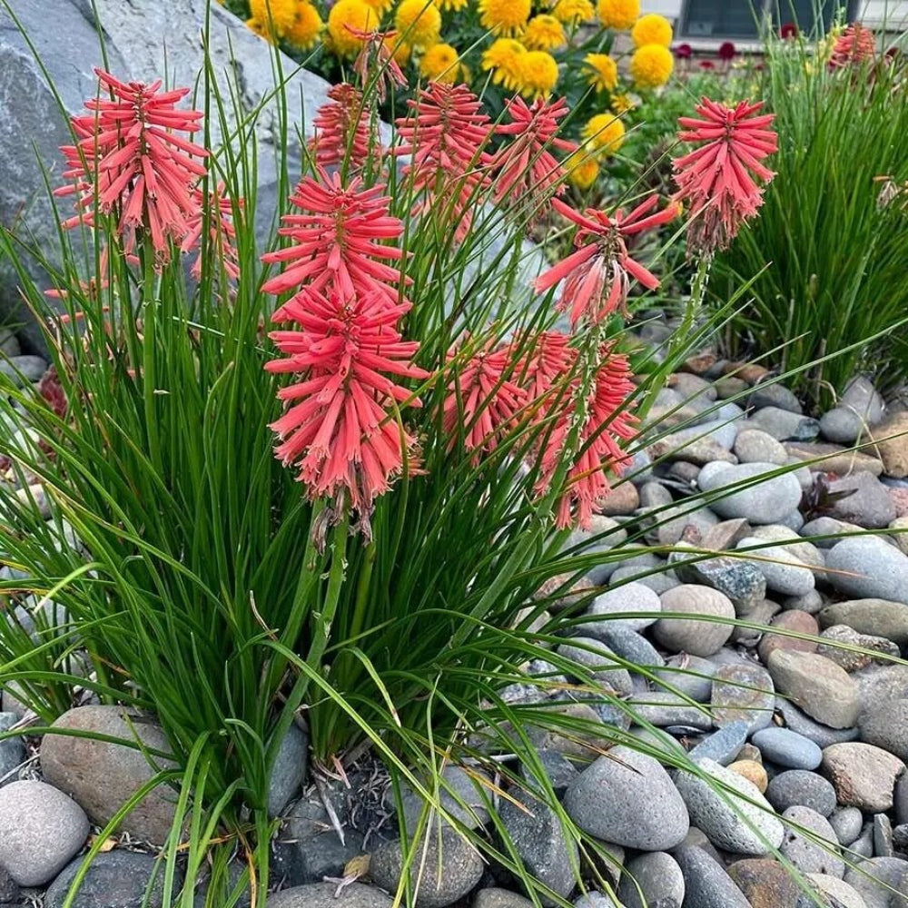 25 Poco Red Torch Lily Hot Poker Flower Perennial Seeds | www.seedsplantworld.com