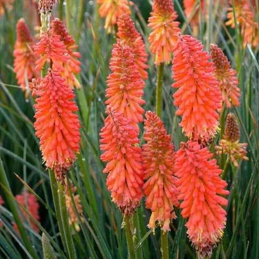 25 Poker Face Torch Lily Hot Poker Flower Perennial Seeds | www.seedsplantworld.com