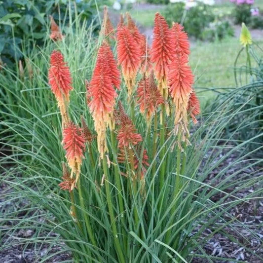 25 Red Routette Torch Lily Hot Poker Flower Perennial Seeds | www.seedsplantworld.com