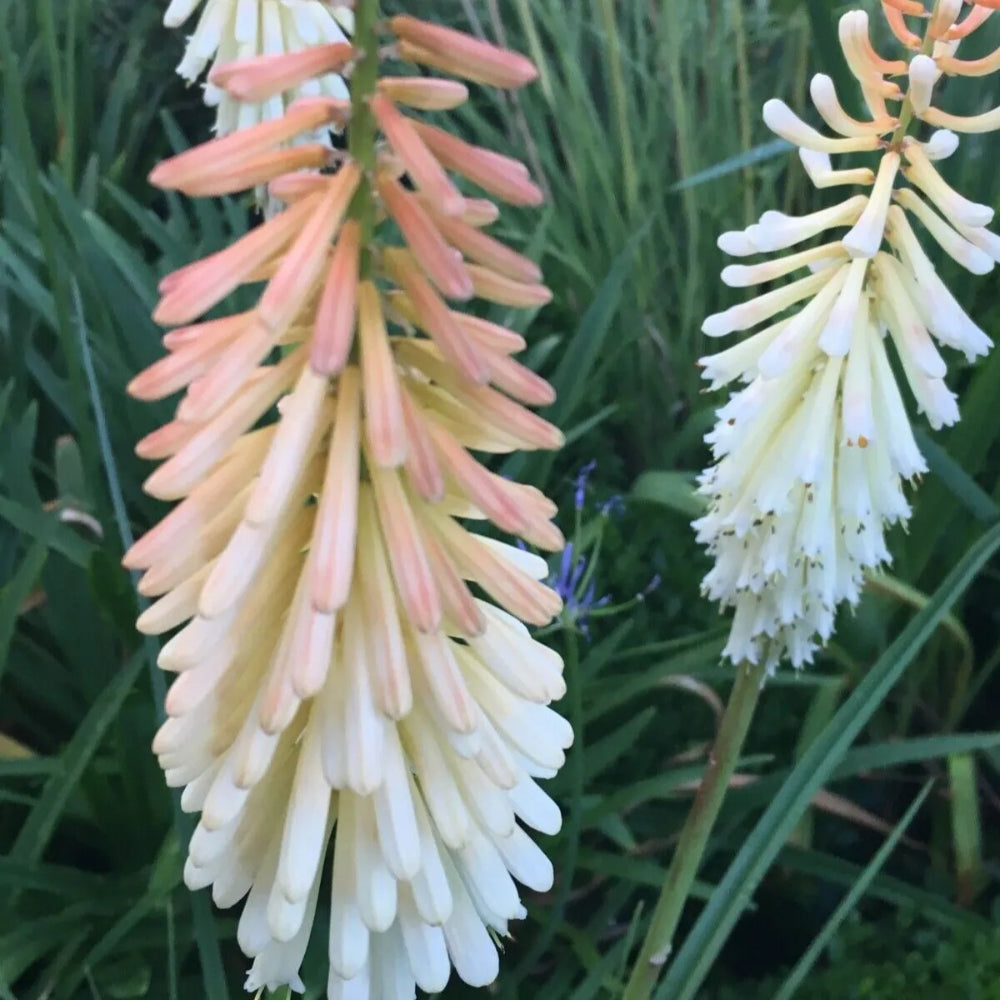 25 Toffee Nosed Torch Lily Hot Poker Flower Perennial Seeds | www.seedsplantworld.com