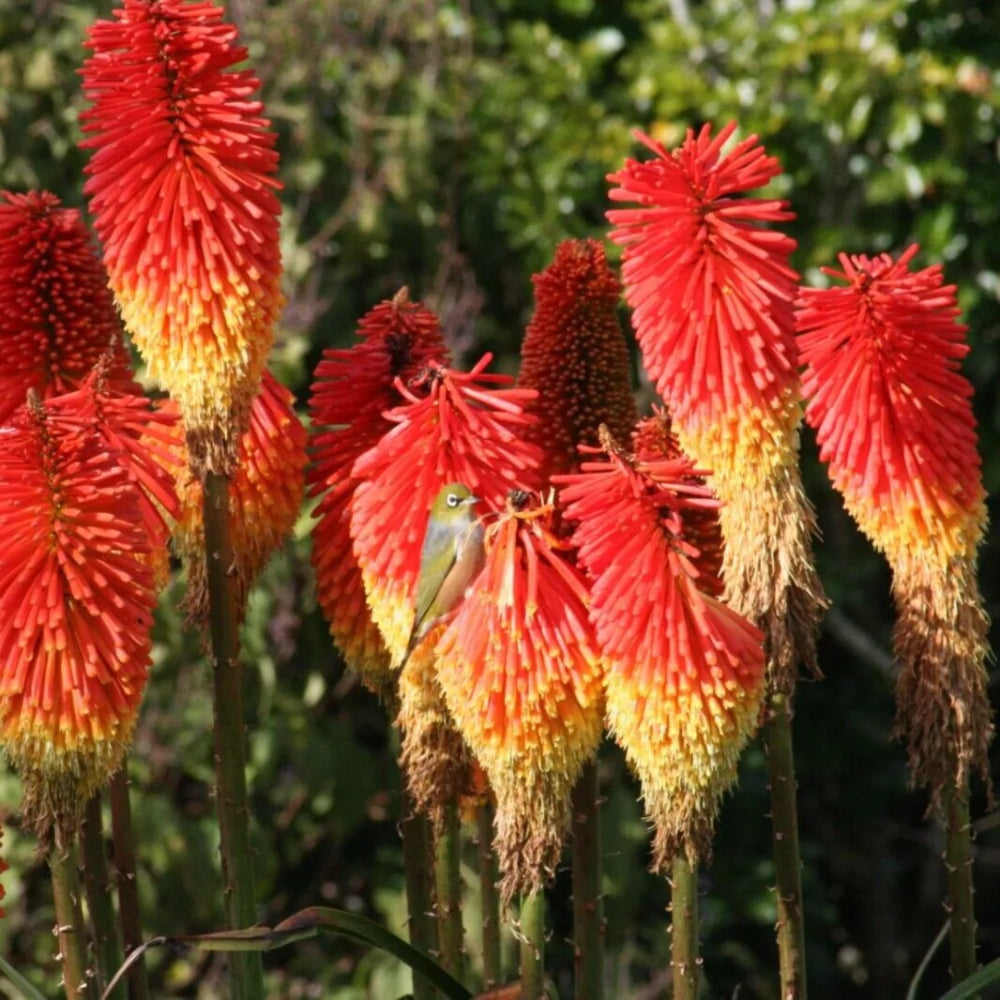 25 Winter Cheer Torch Lily Hot Poker Flower Perennial Seeds | www.seedsplantworld.com