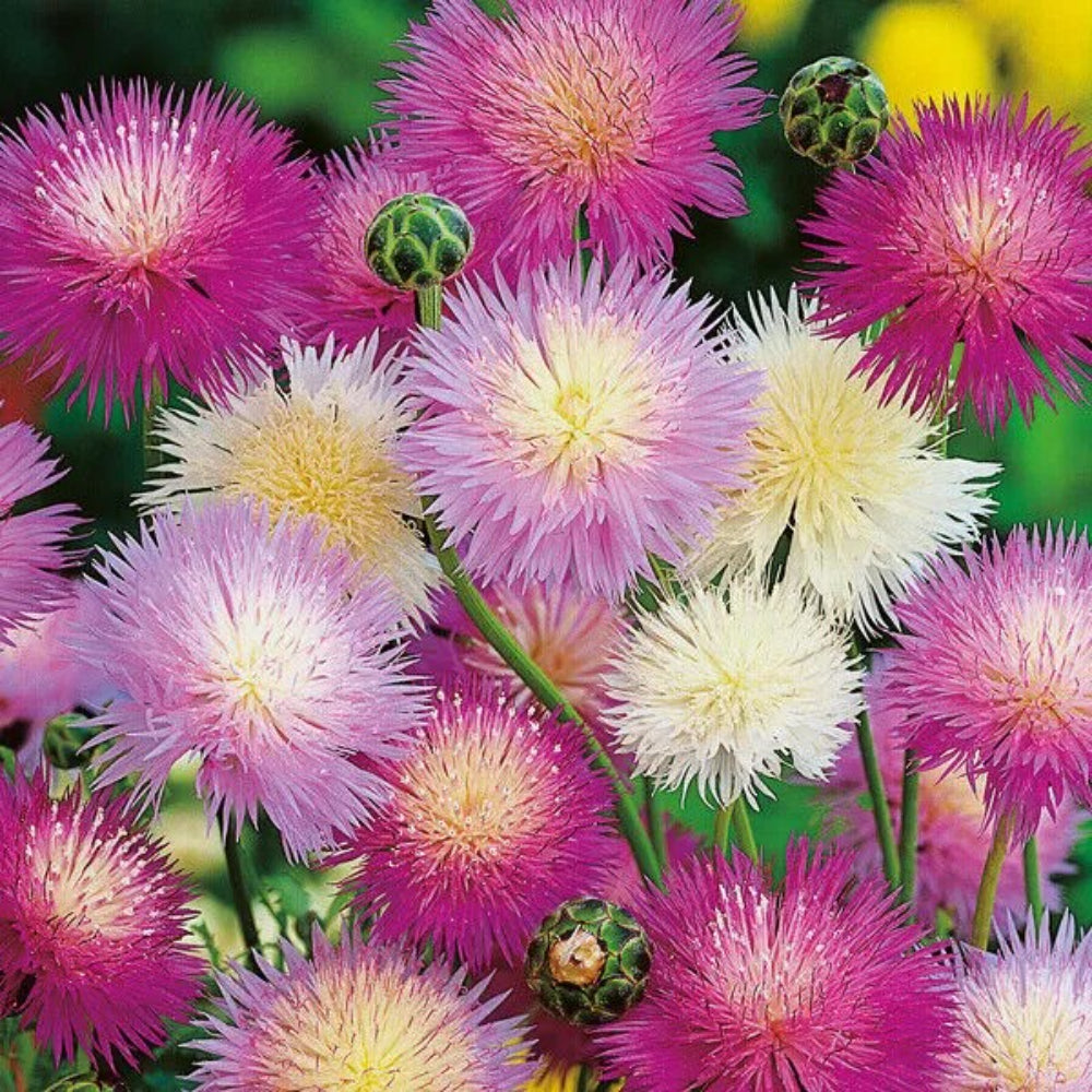 50 Pink Purple White Sweet Sultan Flower Flowers Perennial Seeds | www.seedsplantworld.com