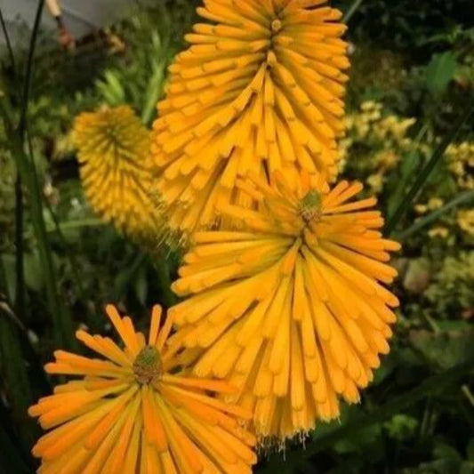 25 Yellow Cheer Torch Lily Hot Poker Flower Perennial Seeds | www.seedsplantworld.com