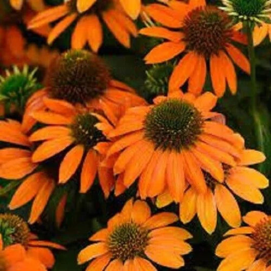 50 Soft Orange Coneflower Echinacea Flower Flowers Perennial Seeds | www.seedsplantworld.com