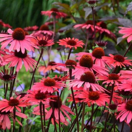 50 Solar Flare Coneflower Echinacea Flower Flowers Perennial Seeds | www.seedsplantworld.com