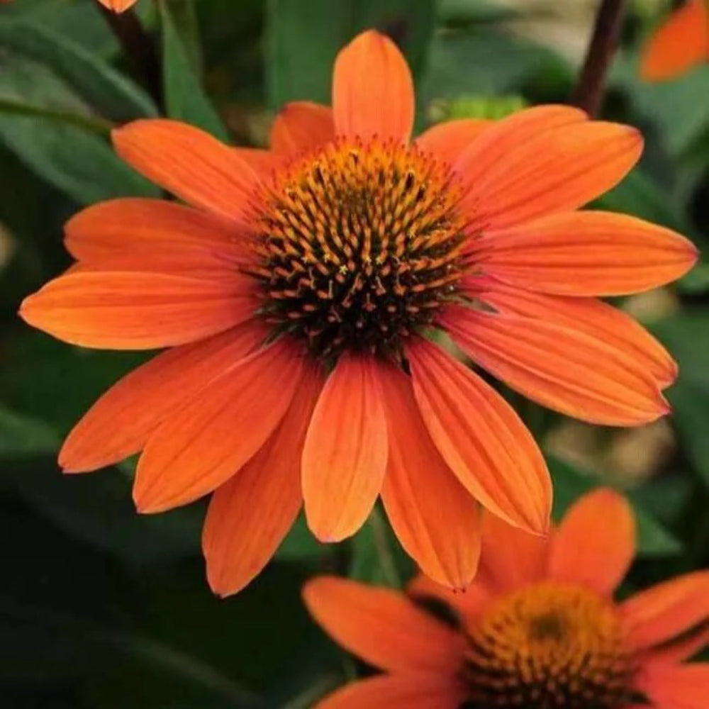 50 Sombreo Coneflower Echinacea Flower Flowers Perennial Seeds | www.seedsplantworld.com