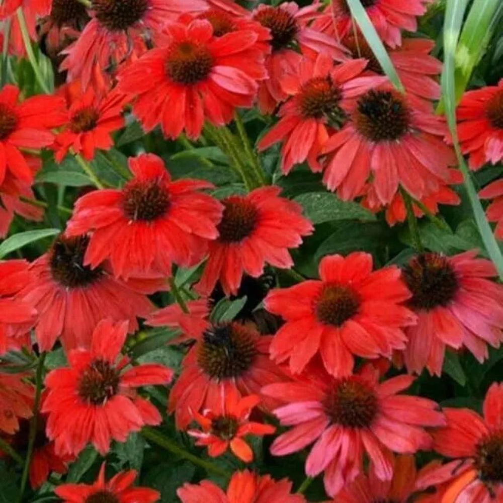 50 Sombreo Red Coneflower Echinacea Flower Flowers Perennial Seeds | www.seedsplantworld.com