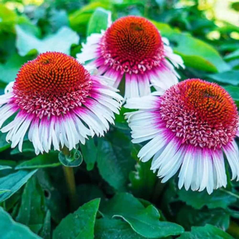 50 Strawberry & Cream Coneflower Echinacea Flower Flowers Perennial Seeds | www.seedsplantworld.com