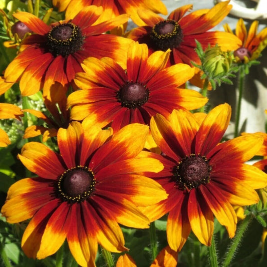 50 Summerina Coneflower Echinacea Flower Flowers Perennial Seeds | www.seedsplantworld.com