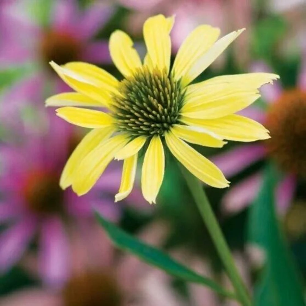 50 Sunrise Coneflower Echinacea Flower Flowers Perennial Seeds | www.seedsplantworld.com