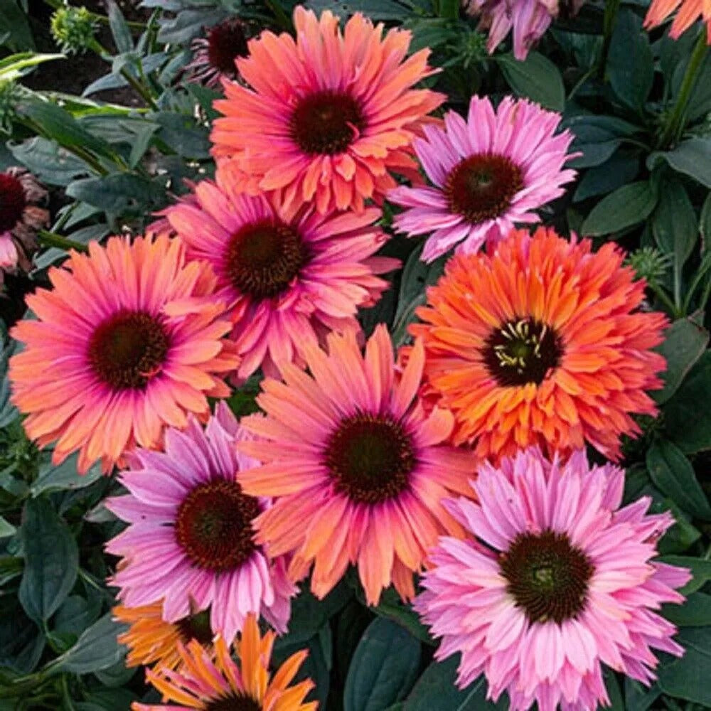 50 Sunseeker Rainbow Coneflower Echinacea Flower Flowers Perennial Seeds | www.seedsplantworld.com