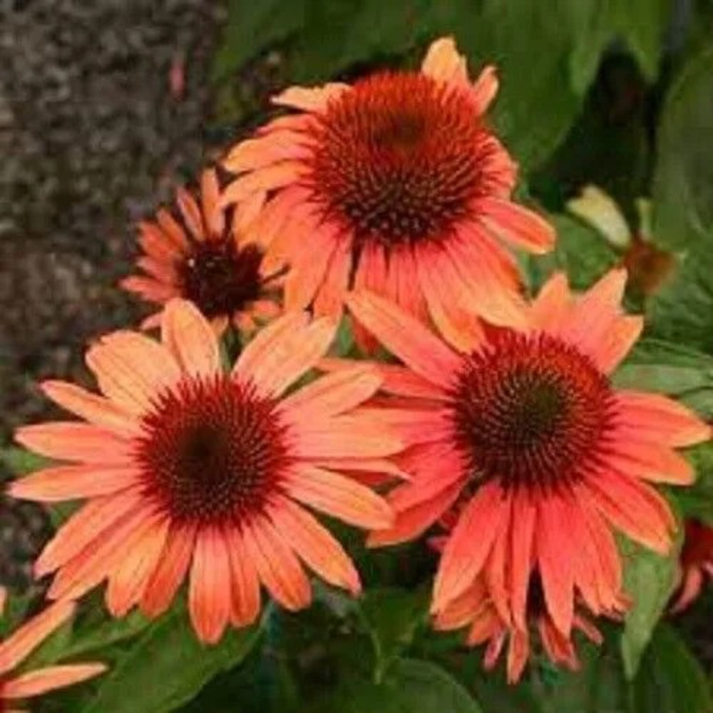 50 Sunset Coneflower Echinacea Flower Flowers Perennial Seeds | www.seedsplantworld.com