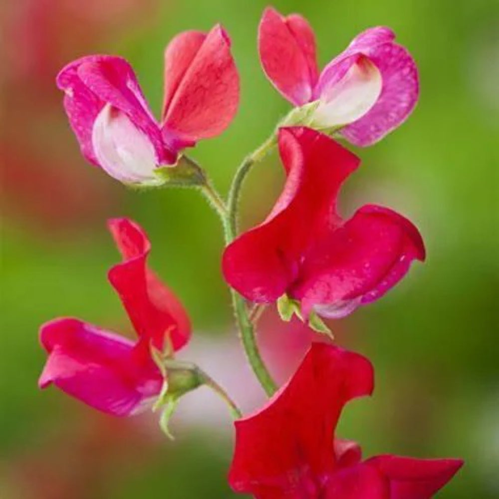 25 King Edward Sweet Pea Flowers Flower Bee Butterfly Annual Seeds | www.seedsplantworld.com