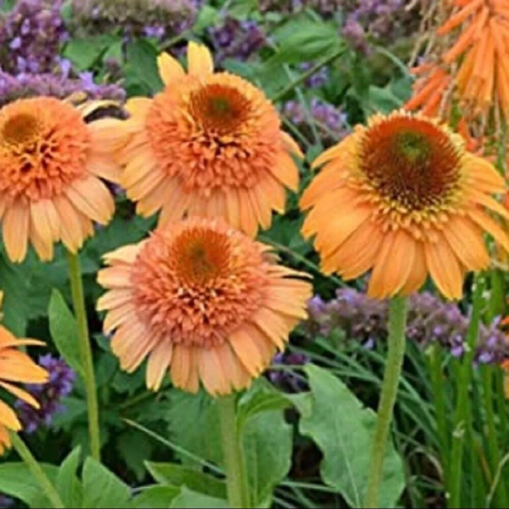 50 Supreme Cantalope Coneflower Echinacea Flower Flowers Perennial Seeds | www.seedsplantworld.com