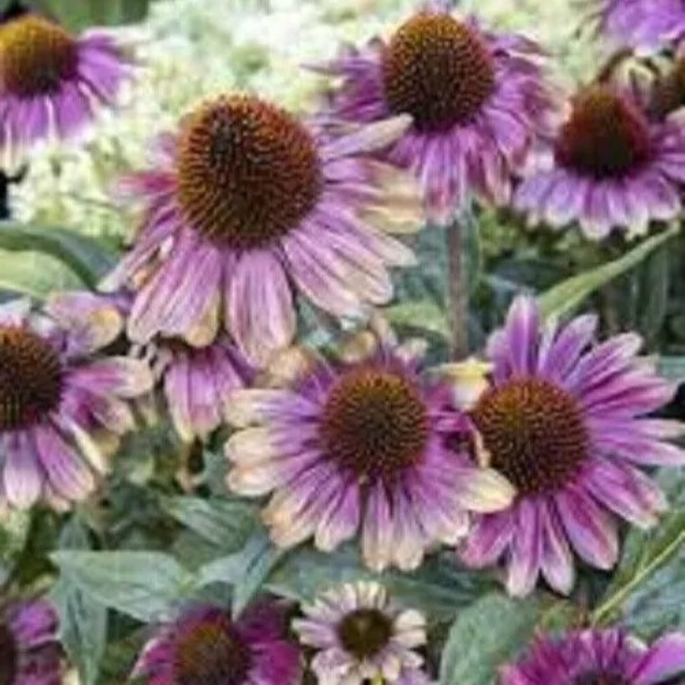 50 Sweet Sandia Coneflower Echinacea Flower Flowers Perennial Seeds | www.seedsplantworld.com