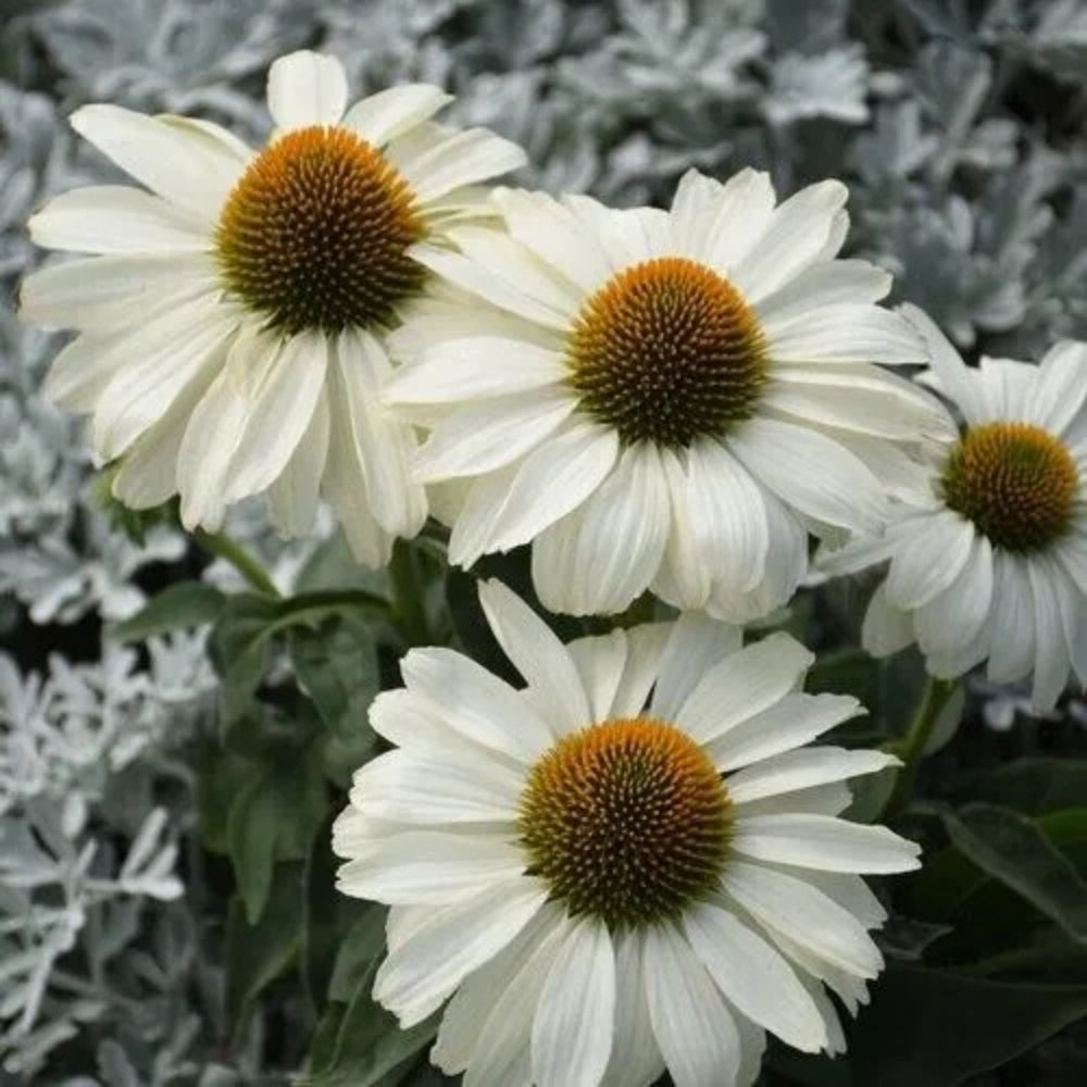 50 Price Is White Coneflower Echinacea Flower Flowers Perennial Seeds | www.seedsplantworld.com