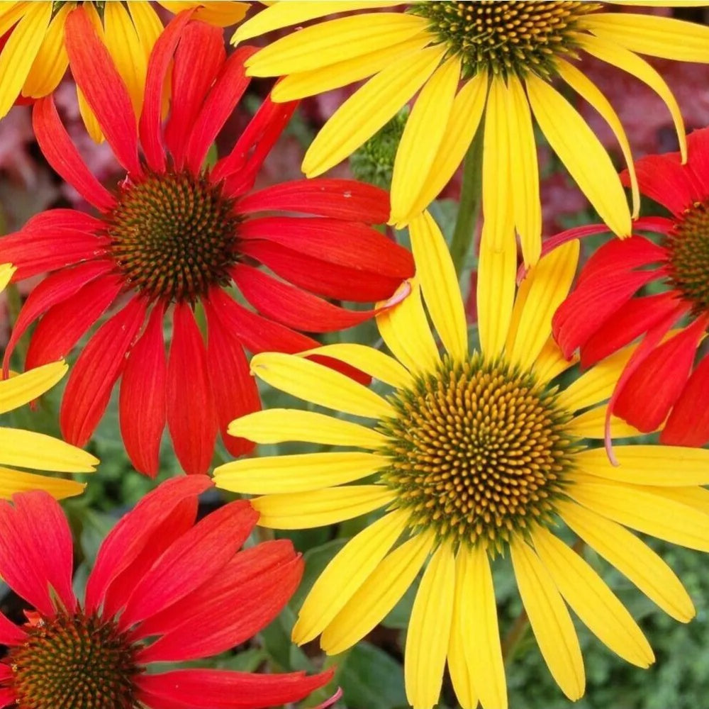 50 Tomato Mac & Cheese Coneflower Echinacea Flower Flowers Perennial Seeds | www.seedsplantworld.com