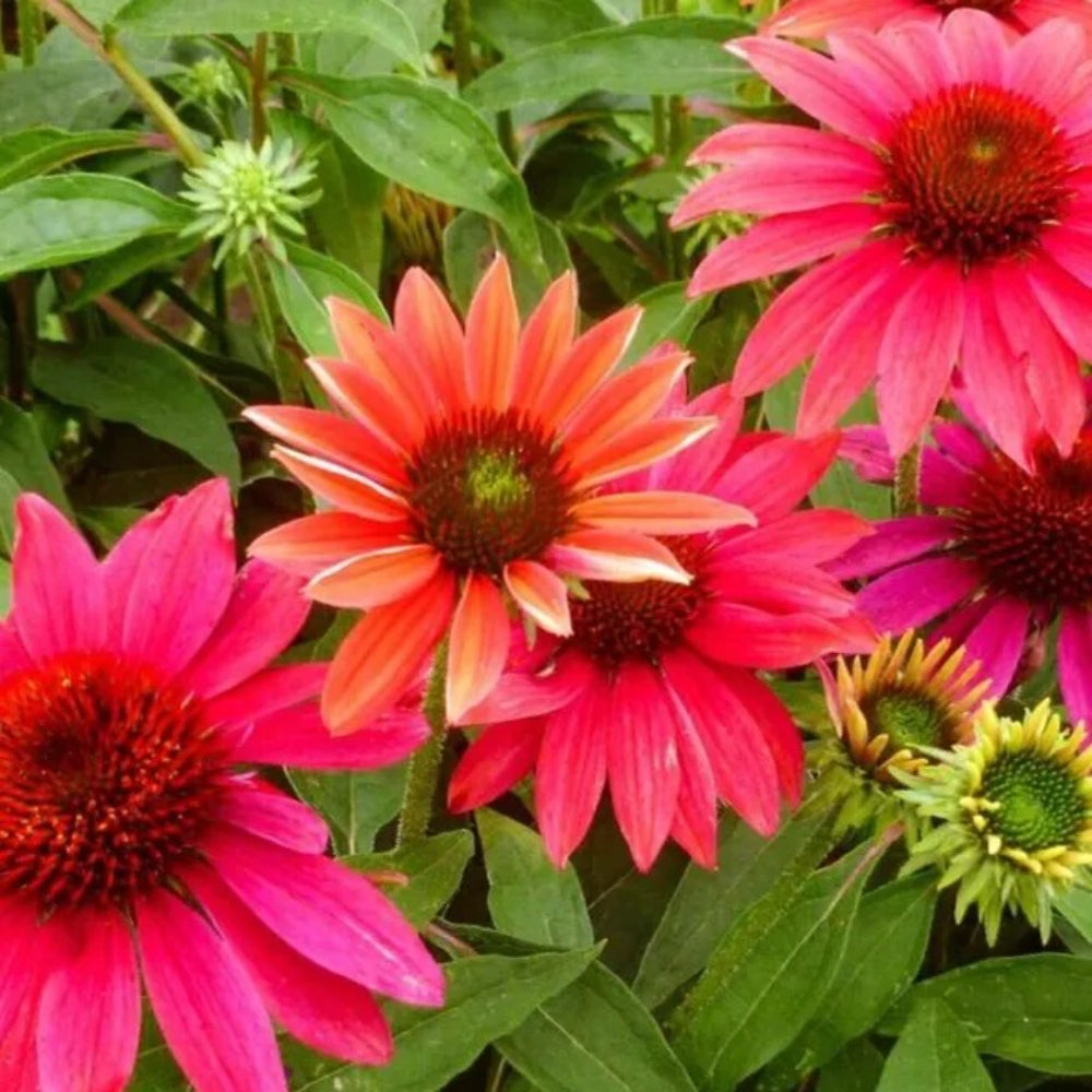 50 Tres Amigos Coneflower Echinacea Flower Flowers Perennial Seeds | www.seedsplantworld.com