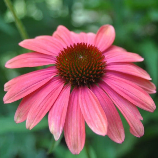 50 Watermelon Coneflower Echinacea Flower Flowers Perennial Seeds | www.seedsplantworld.com