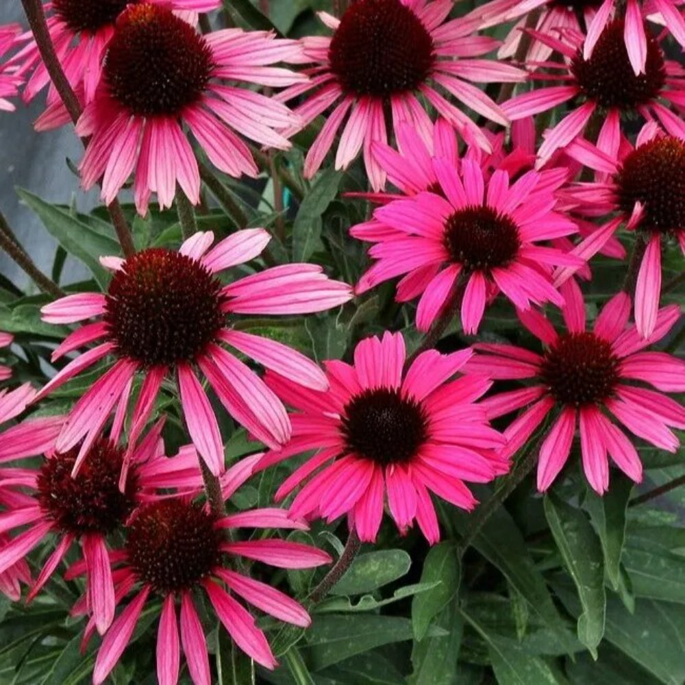 50 Wicked Coneflower Echinacea Flower Flowers Perennial Seeds | www.seedsplantworld.com