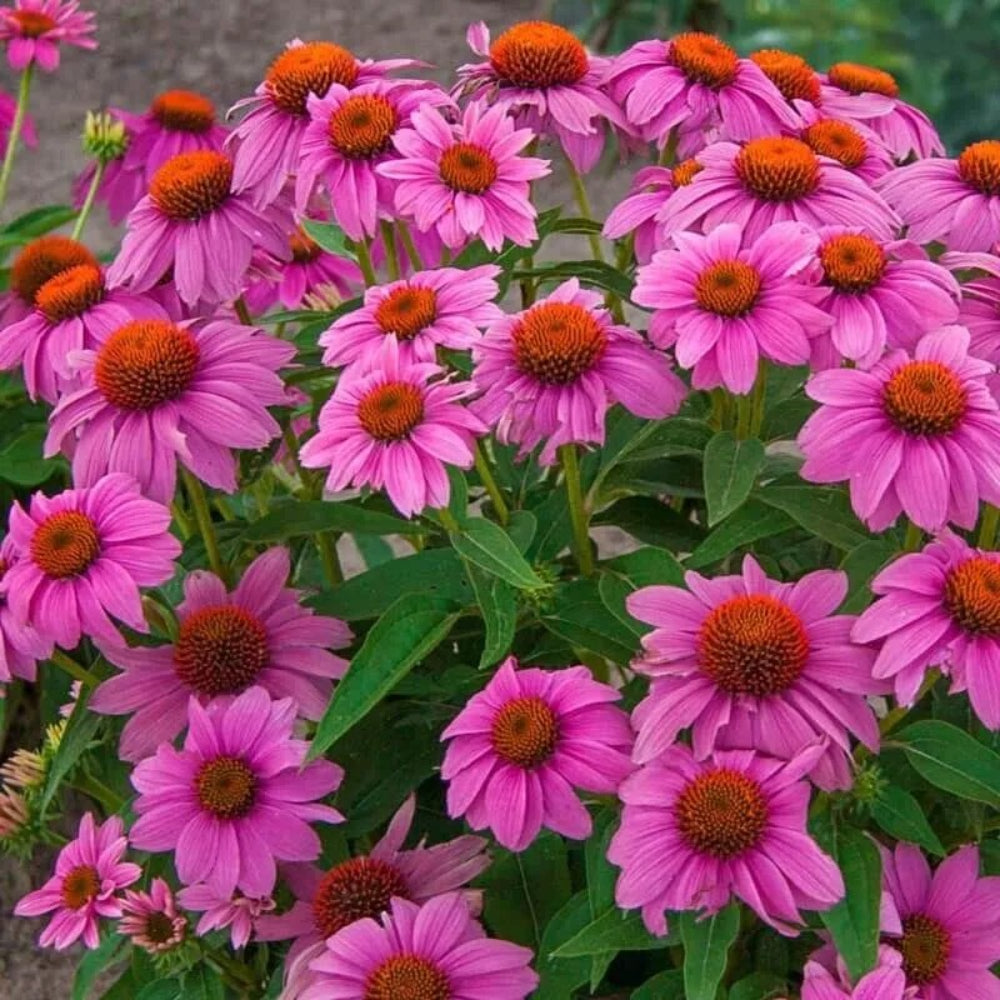 50 Wild Berry Coneflower Echinacea Flower Flowers Perennial Seeds | www.seedsplantworld.com