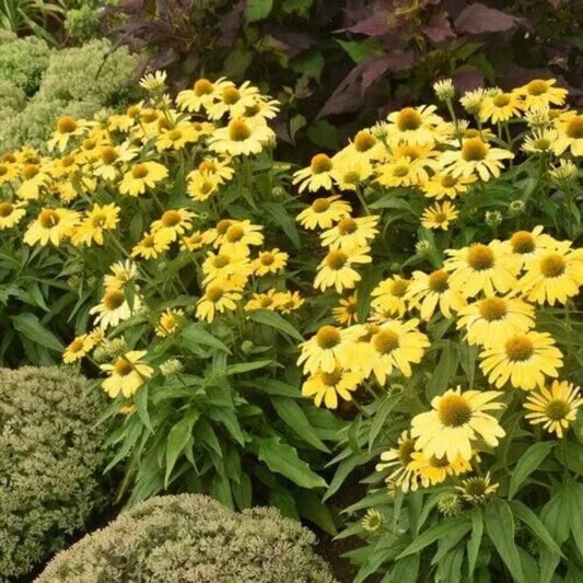 50 Yellow My Coneflower Echinacea Flower Flowers Perennial Seeds | www.seedsplantworld.com