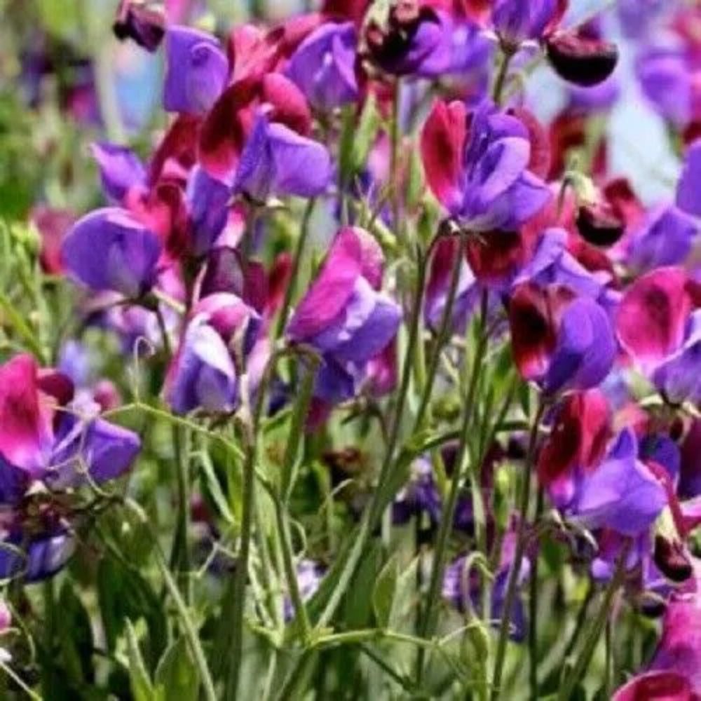 25 Old Spice Sweet Pea Flowers Flower Bee Butterfly Annual Seeds | www.seedsplantworld.com