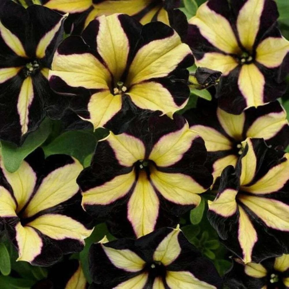 50 Black Yellow Petunia Containers Hanging Baskets Window Seeds | www.seedsplantworld.com