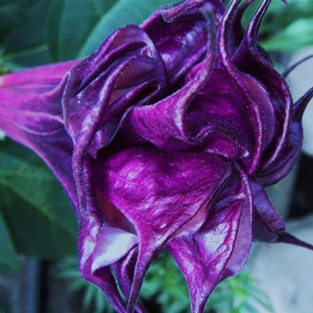 10 Double Queen Rose Angel Trumpet Flowers Brugmansia Datura Perennial Seeds | www.seedsplantworld.com