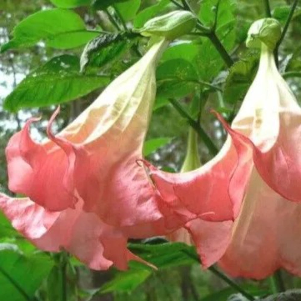 10 Frosty Pink Angel Trumpet Flowers Brugmansia Datura Perennial Seeds | www.seedsplantworld.com