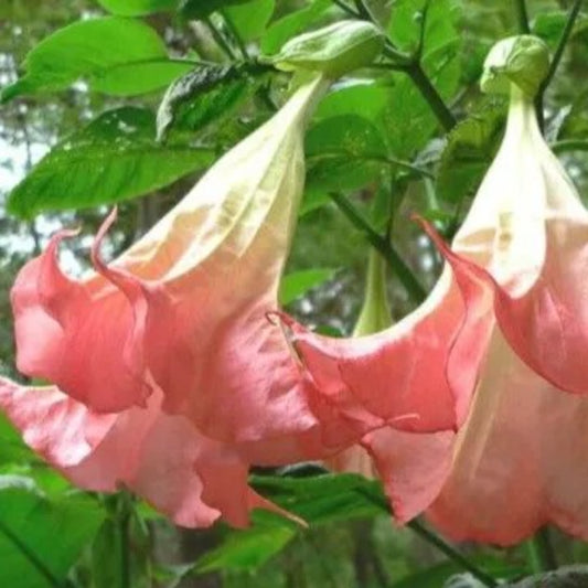 10 Frosty Pink Angel Trumpet Flowers Brugmansia Datura Perennial Seeds | www.seedsplantworld.com