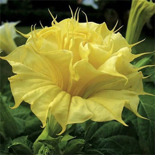 10 Golden Quee Angel Trumpet Flowers Flower Brugmansia Datura Perennial Seeds | www.seedsplantworld.com