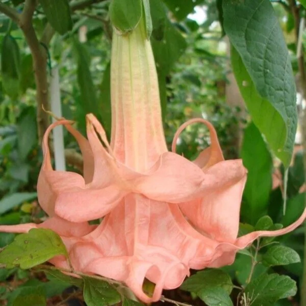 10 Leviathan Angel Trumpet Flowers Flower Brugmansia Datura Perennial Seeds | www.seedsplantworld.com