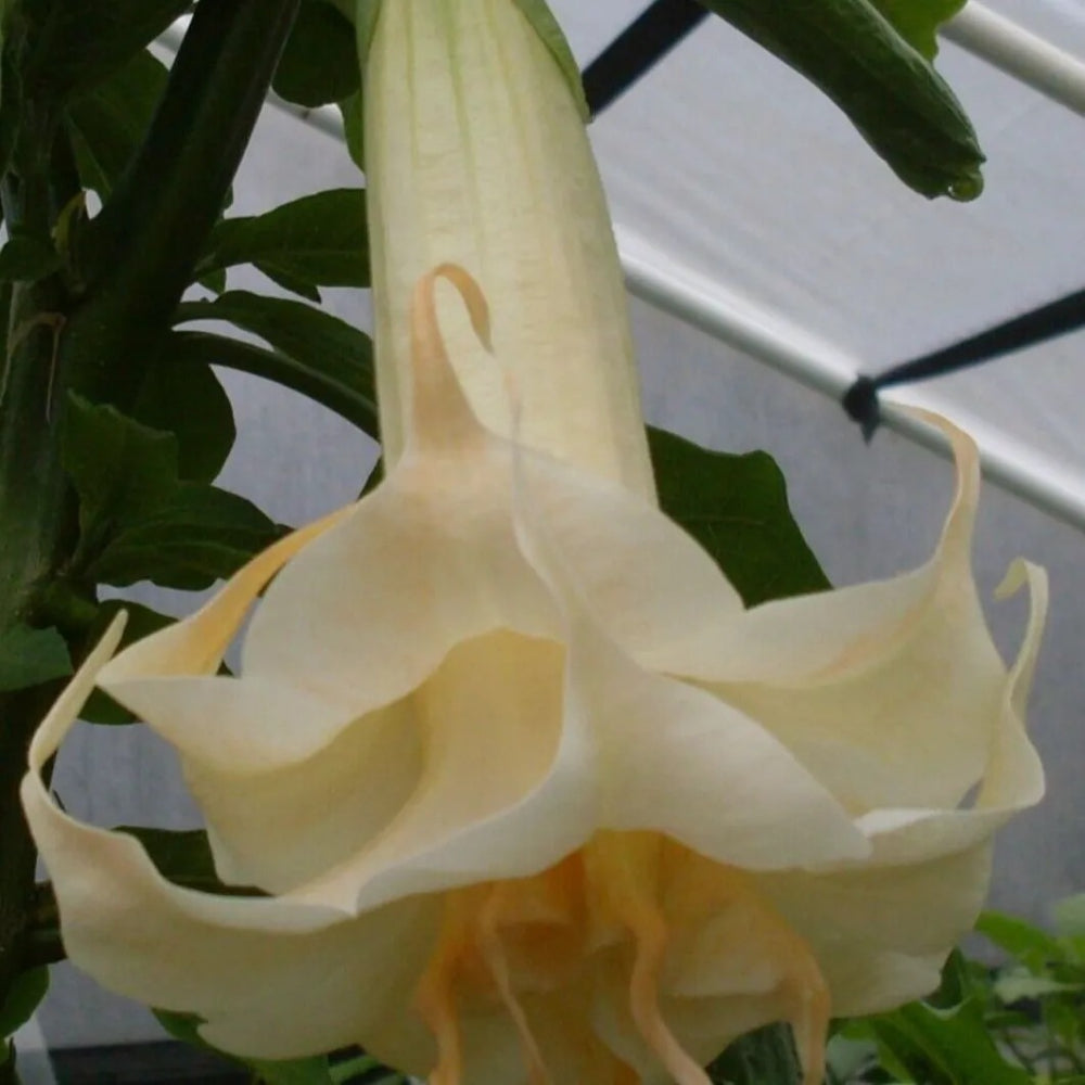 10 Marshmallow Sun Angel Trumpet Flowers Flower Brugmansia Datura Perennial Seeds | www.seedsplantworld.com