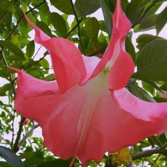 10 Mega Pink Angel Trumpet Flowers Flower Brugmansia Datura Datura Perennial Seeds | www.seedsplantworld.com