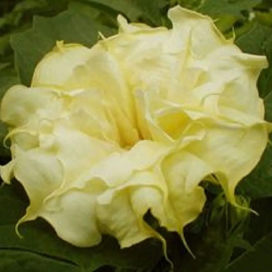 10 Mellow Yellow Angel Trumpet Flowers Flower Brugmansia Datura Perennial Seeds | www.seedsplantworld.com