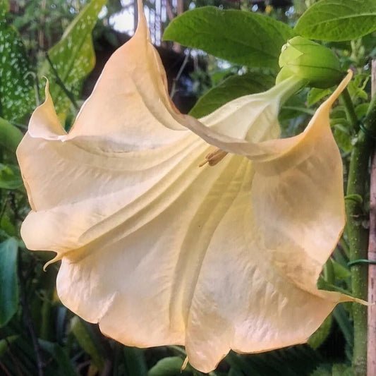 10 Olympic Flame Angel Trumpet Flowers Flower Brugmansia Datura Perennial Seeds | www.seedsplantworld.com