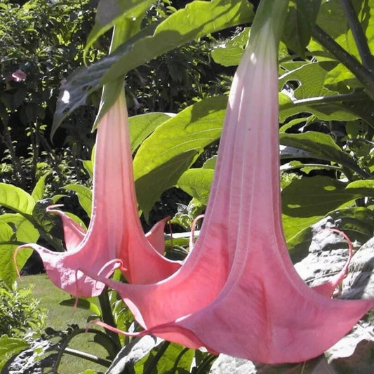 10 Painted Lady Angel Trumpet Flowers Flower Brugmansia Datura Perennial Seeds | www.seedsplantworld.com