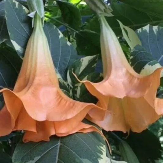 10 Peach & Cream Angel Trumpet Flowers Flower Brugmansia Datura Perennial Seeds | www.seedsplantworld.com