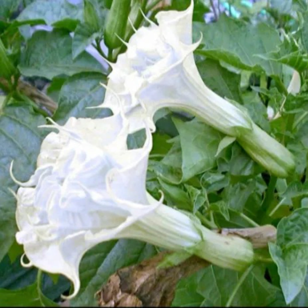 10 Pearl White Angel Trumpet Flowers Flower Brugmansia Datura Perennial Seeds | www.seedsplantworld.com