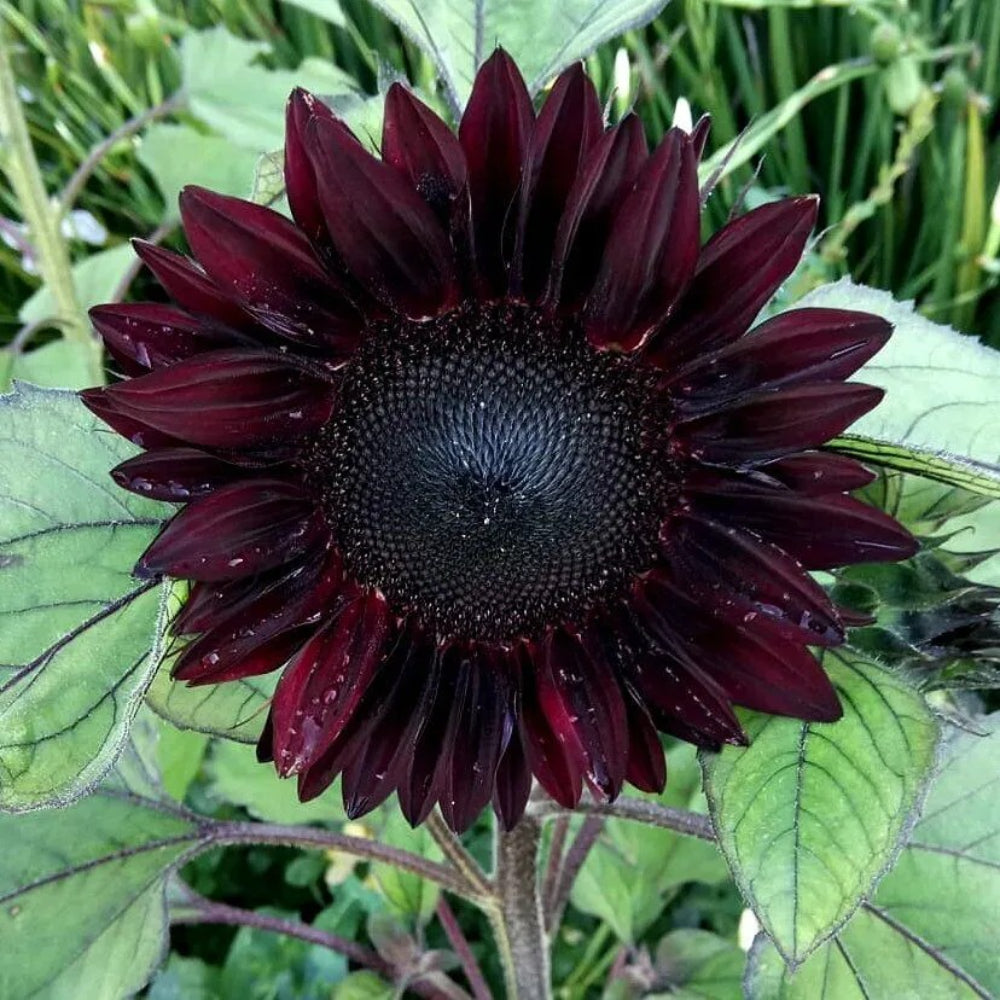 25 Red Wave Sunflower Flowers Flower Sun Bloom Perennial Seeds | www.seedsplantworld.com